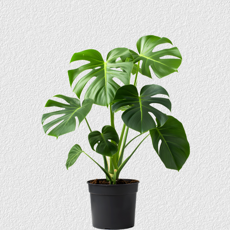 Monstera Deliciosa avant IA