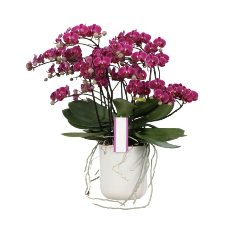 Orchidée Phalaenopsis version catalogue