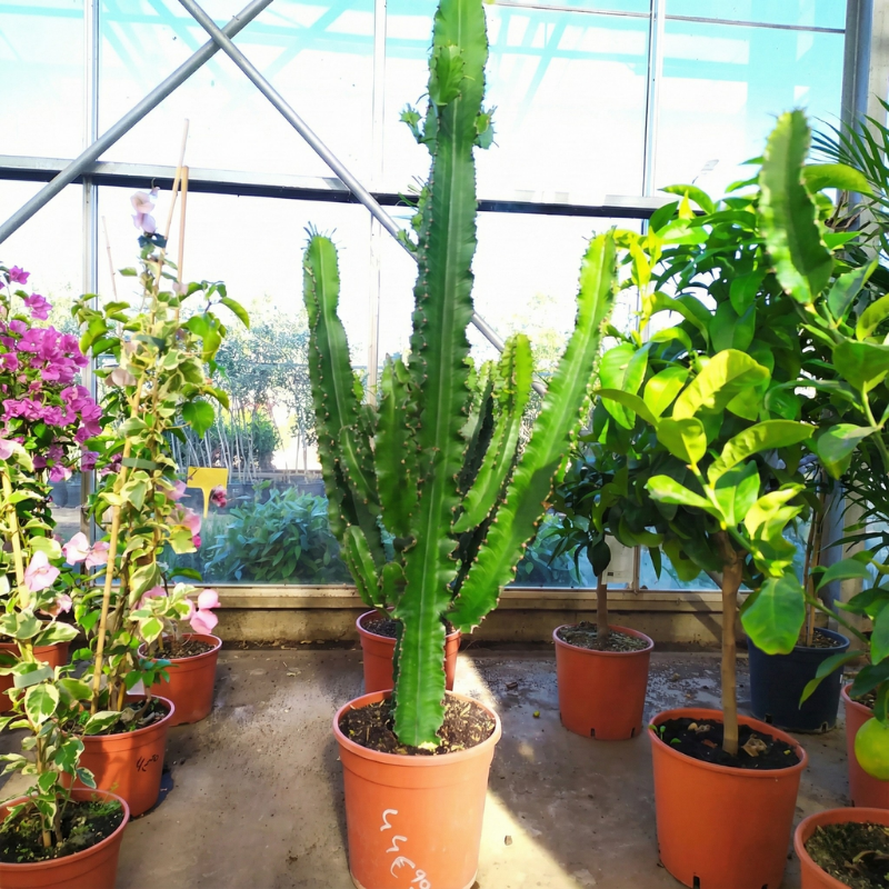 Cactus Cierge version catalogue